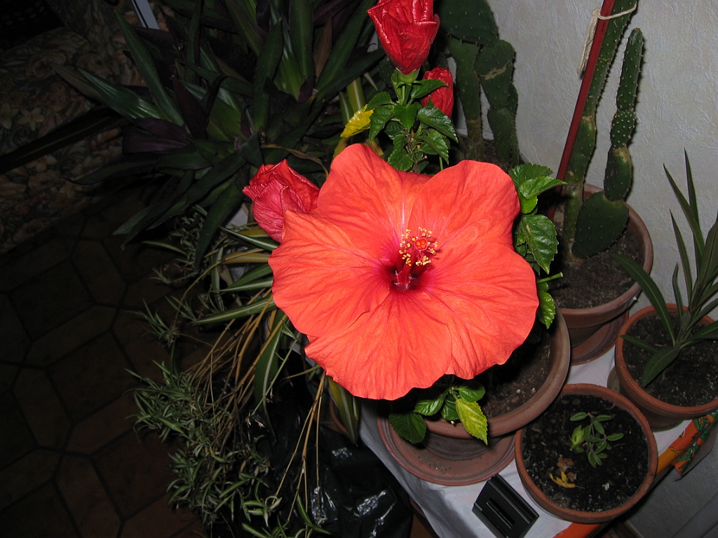 Hibiscus 02.jpg